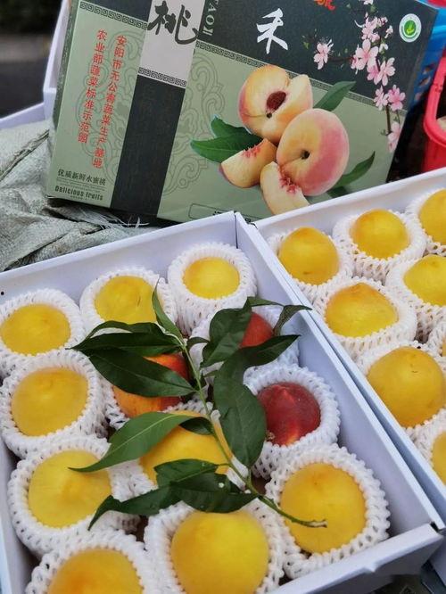 yz娱乐吃瓜,揭秘娱乐圈最新吃瓜事件，带你领略明星幕后故事